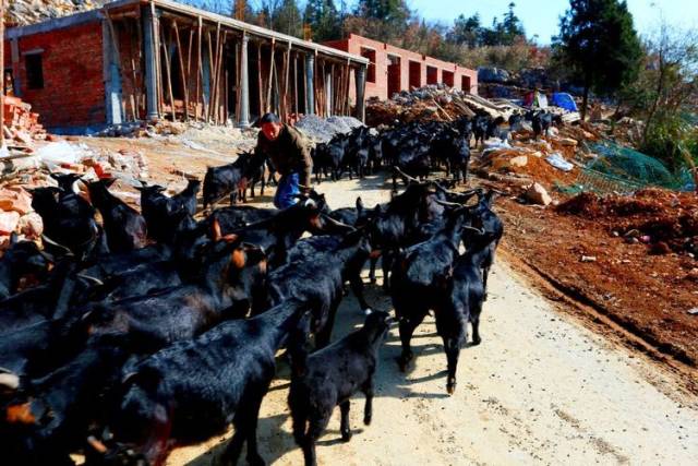 黑山羊养殖基地
