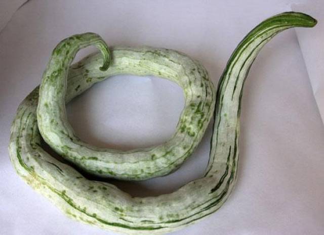 蛇瓜有哪些功效和营养价值?蛇瓜美食做法介绍