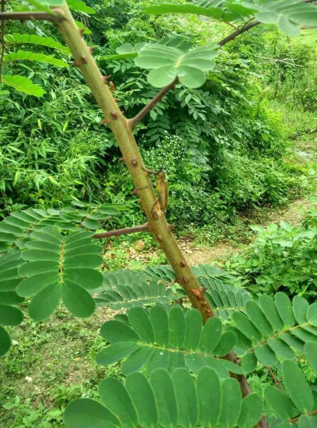 斗米虫是锈色粒肩天牛的幼虫期,全身呈乳白偏黄的颜色,外形光滑坚硬