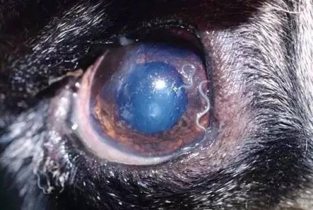 狗狗眼睛线虫图片