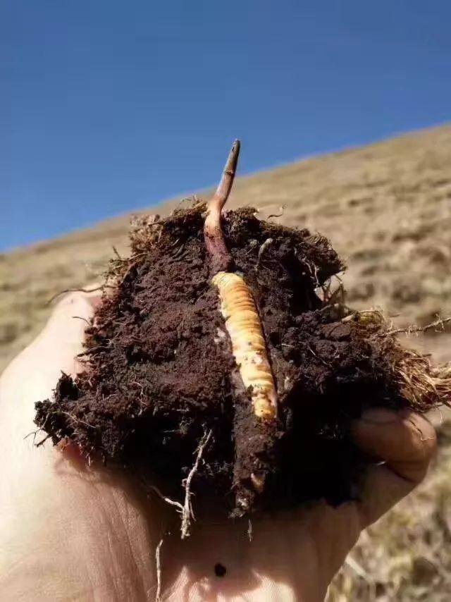 宁要野生一两不要种植十斤人工种植冬虫夏草已经量产非专业人士区分不