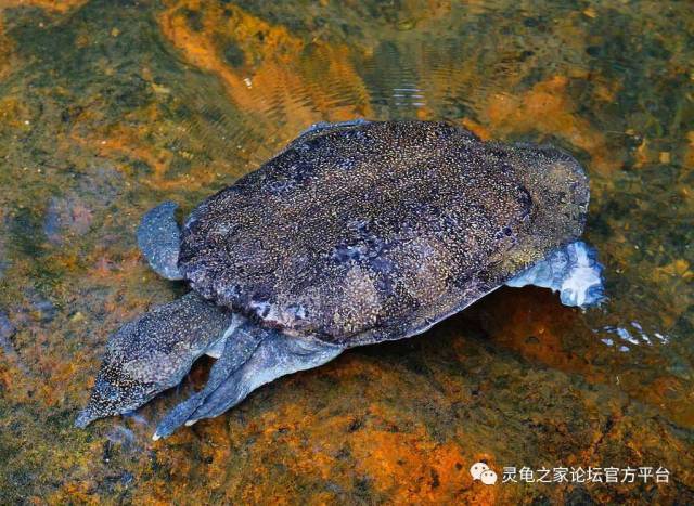 命途多舛的中南半岛大鳖亚洲鳖