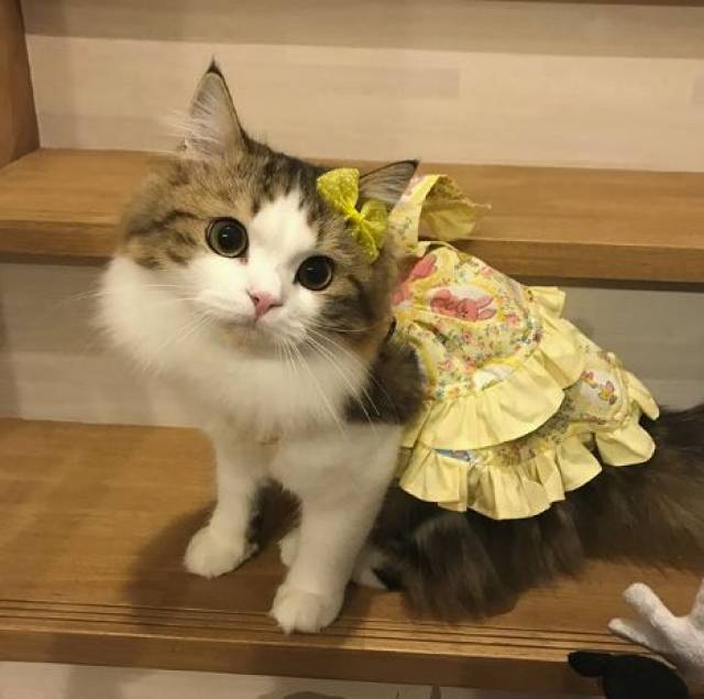 猫咪犯罪事件频发,喵警署发布a级通缉令!