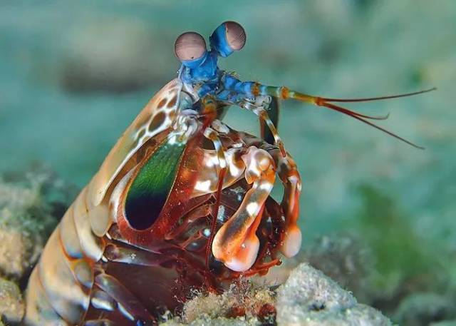 螳螂虾我更喜欢以和平的方式解决问题