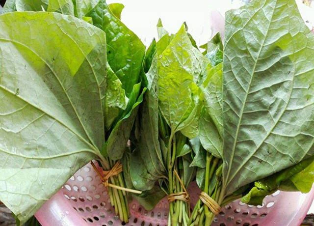 农村房前屋后的毕拨子被视为野草其实是上好的调味品