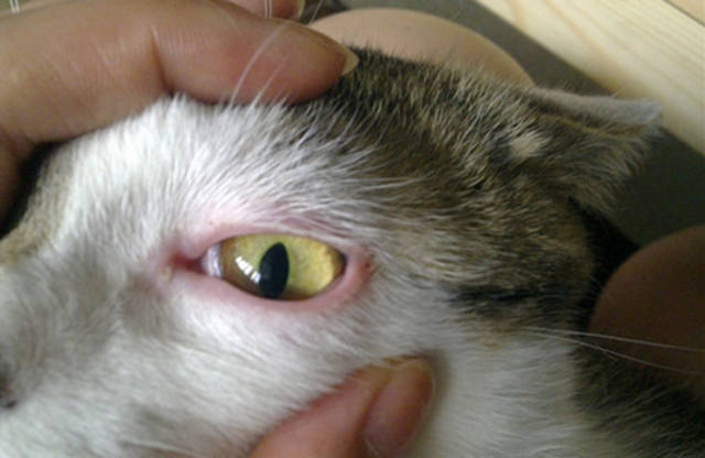 布偶猫瞳孔变红图片