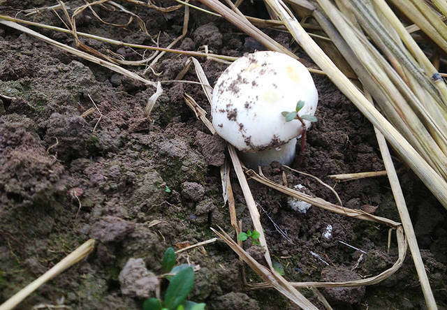 泸州发现变异白色大蘑菇,国内第一朵!