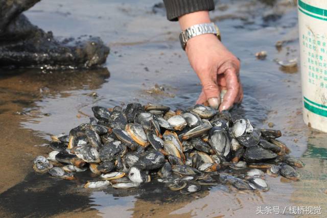 青岛后海赶海忙,冬天海蛎子蚬母最肥一捡几十斤回家下酒不花钱