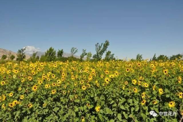 《中世花卉春季精选》——2018最全向日葵品种集锦