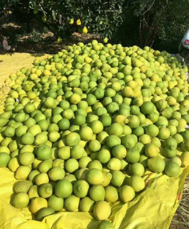 何伟杰哥哥-清远话版汤猪佩奇2