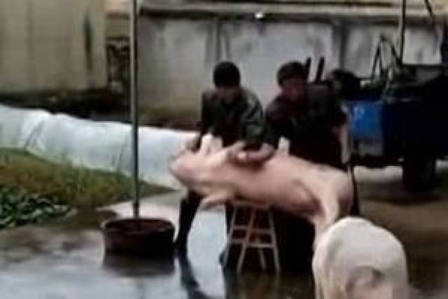 台湾 発 猪頭皮 我家是〓人院 台湾人不是被〓大的！？ 台湾大选：养猪户称“瘦肉精美猪不是问题重点” - BBC News 中文