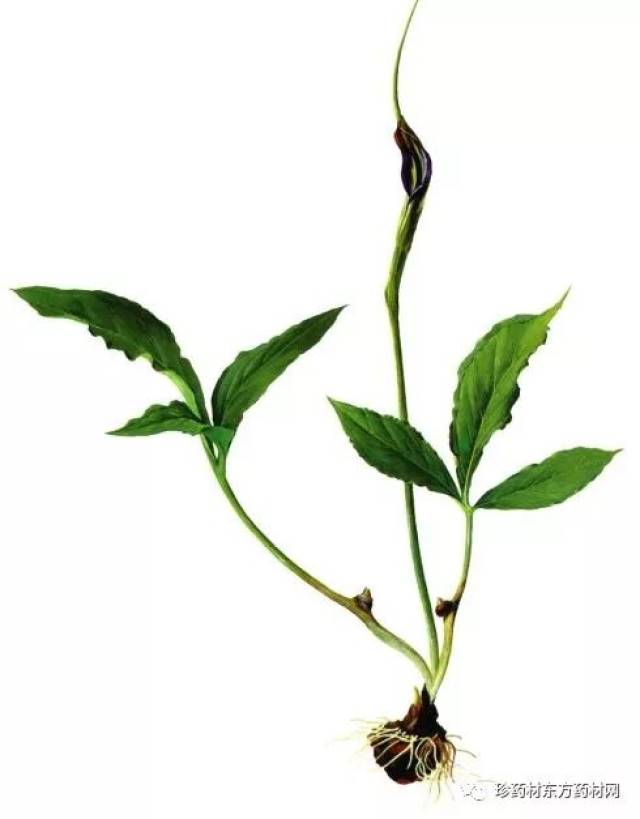 来源教材图片生半夏,半夏,清半夏,姜半夏,法半夏,半下,和姑,地文,守田