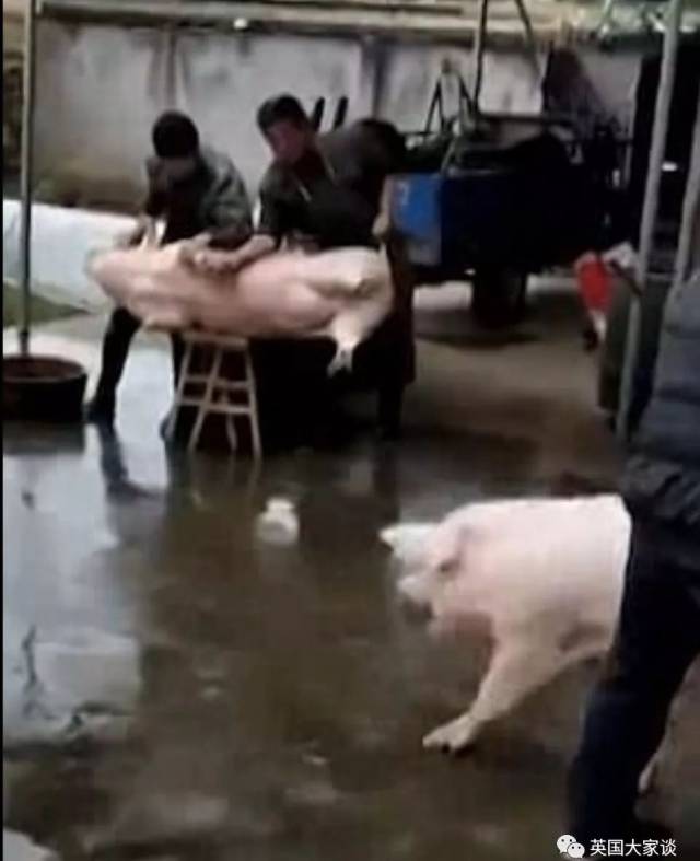 中国一头猪勇救被宰杀同族，火到国外