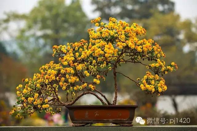 菊花盆景竟会这么美,怎么做到的?