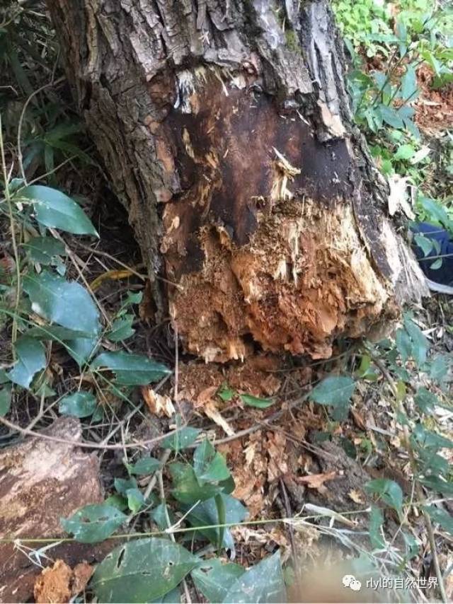 【寻虫者】冬捕日记