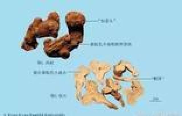 每天最少学一味中药—白术|第 447天