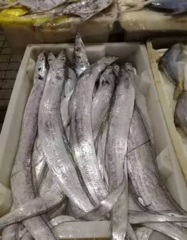 带鱼多少?小编带你探访舟山海鲜市场