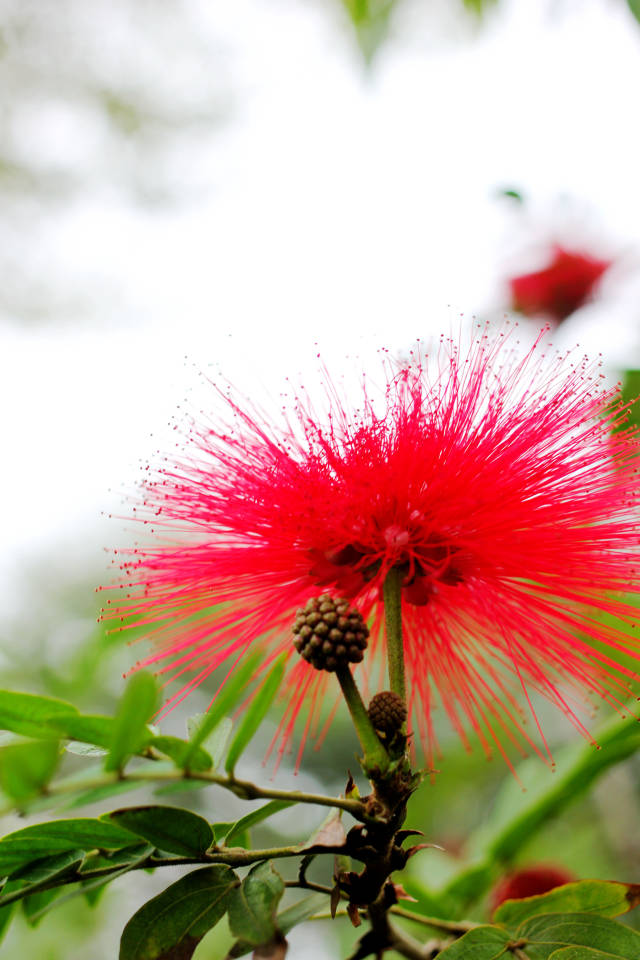 美蕊紅花—朱櫻美蕊花紅絨球,原產熱帶美洲,現在海南以及湛江,福建等