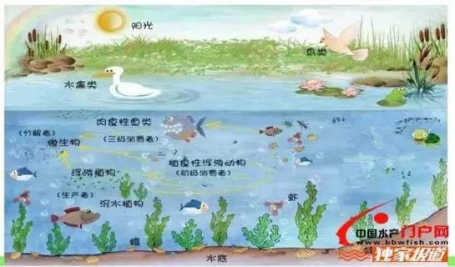 图1:水体天然自净过程水体的自净过程是污染物质在水体中通过物理