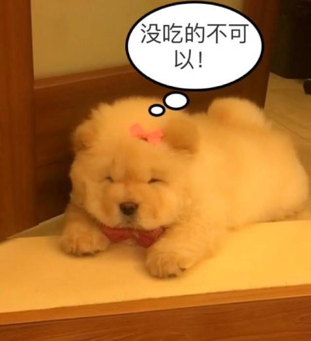 小松狮咬人被麻麻威胁嫁给糟老头,这货听了好委屈就差哭出来了