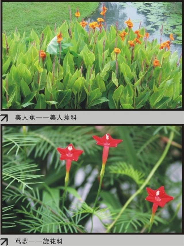 『收藏』百余种常见花卉植物品种识别