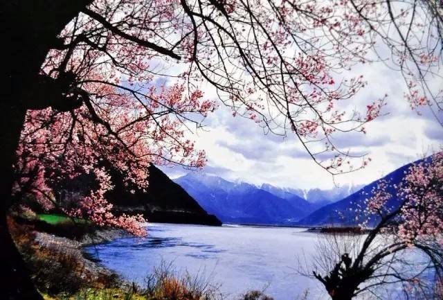 【美景掠影】来自折颜的情书,三生三世十里桃花!