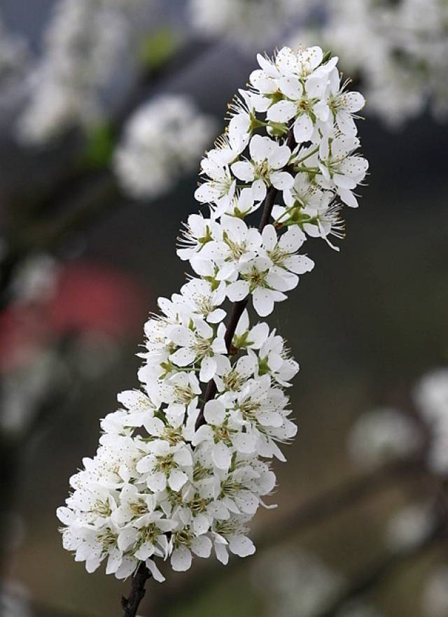 連平李花爛漫開,今天你去睇了嗎?