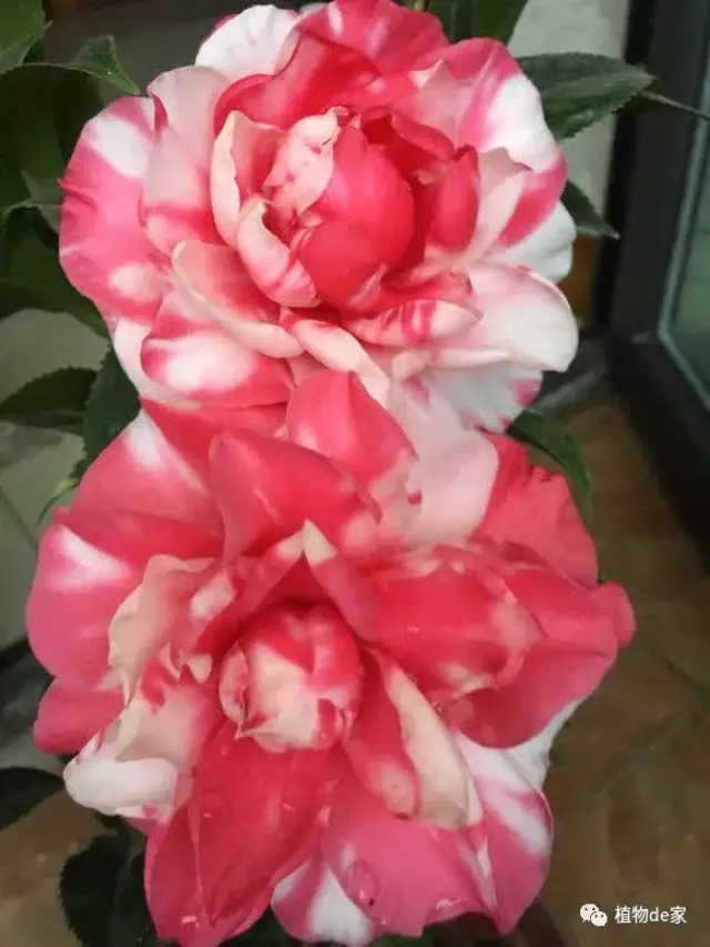 养茶花,用3个清单,比啥都管用,开花又多又大