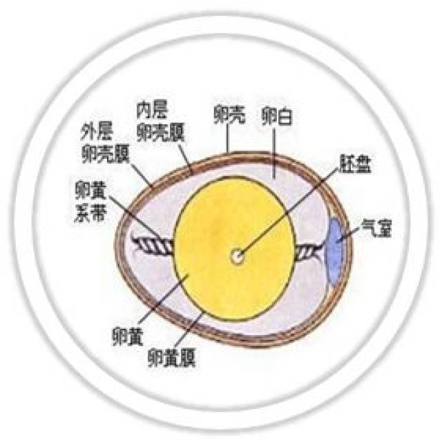 火山蛋内部结构图片