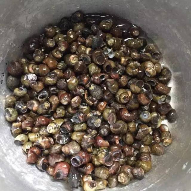 陆地慢慢的露脸,众多市民都兴奋不已的到淤泥里捞鱼,挖螺