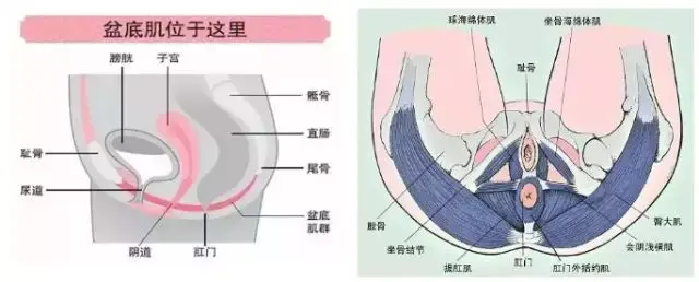 产后妈妈忽视盆底恢复当心子宫脱垂
