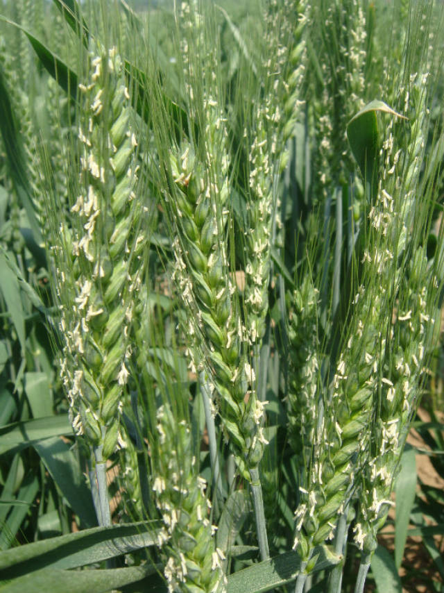 有隐形或混搭症状的种性不稳定材料的鉴别方法: ①小麦开花时