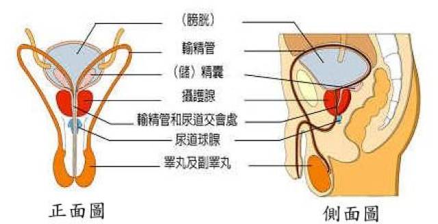 正常的尿道口男性图片