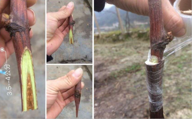 土壤类型,砧穗亲和性和根部虫害发生情况是砧木品种选择的依据