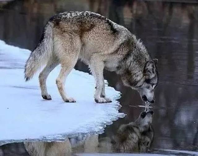 新势力 | 李俊辉:狼出没 (文末公布上周互动精彩留言获奖名单)