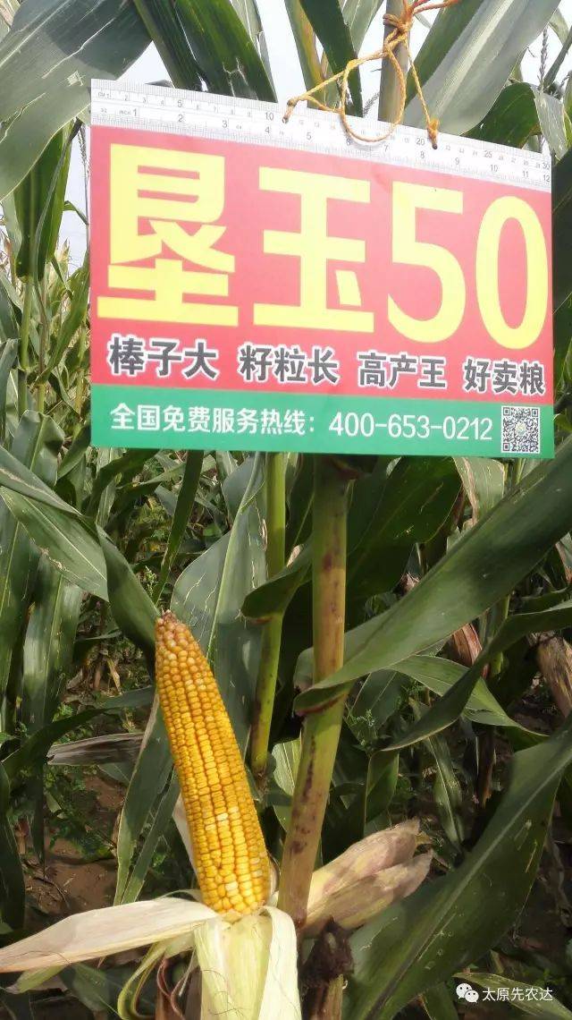 水稻种子，农业腾飞的原动力