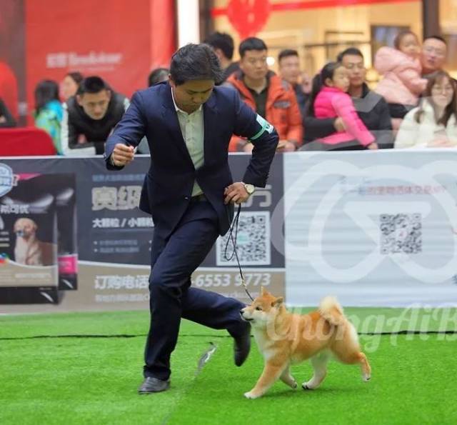 bbis2:柴犬,dachaimenfhz futiantieqin,犬主:夏德雄