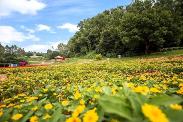 深圳九龙山花仙谷1大1小仅29.9元,超多个游玩项目等你来嗨!