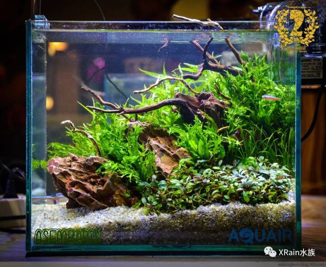 办公桌上放一口迷你小草缸