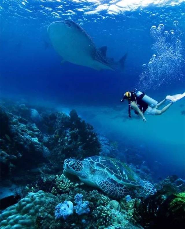 菲律宾宿务,潜水党的美妙天堂~ 与鲸鲨共舞邂逅沙丁鱼风暴!