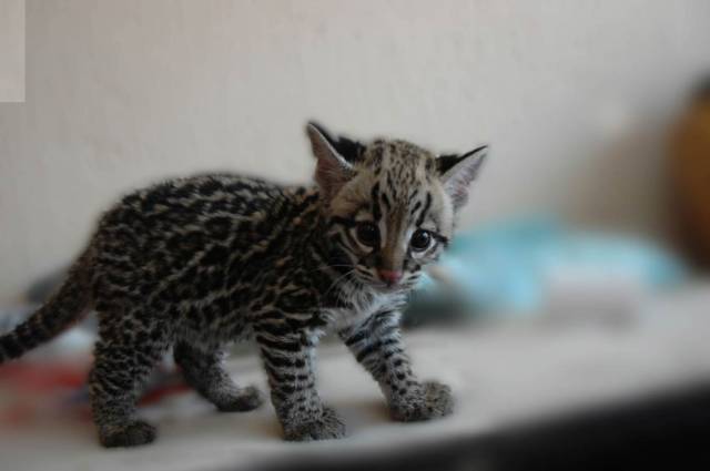 西表山猫 prionailurus iriomotensis——  极危