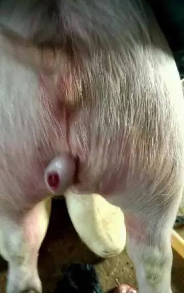 【视频】仔猪阴囊疝手术(附图详细操作过程)