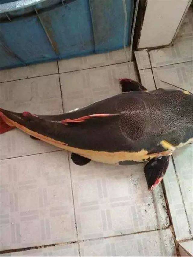 水库钓鱼钓到狗仔鲸,老板当场奖励钓友1000元!