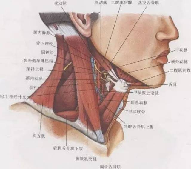 在颈部分支至甲状腺及颈部肌肉