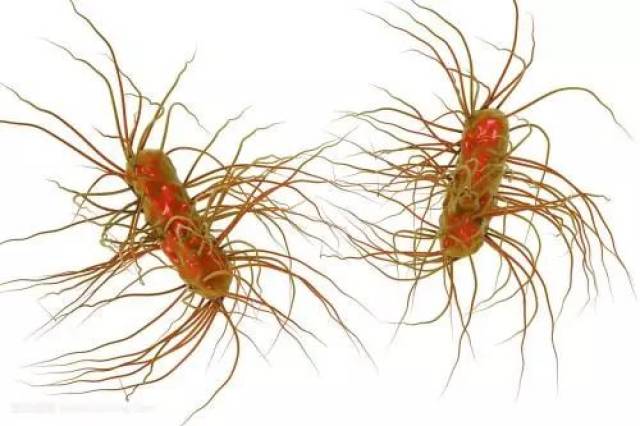 口腔微生物的"美人计"——太洋气!