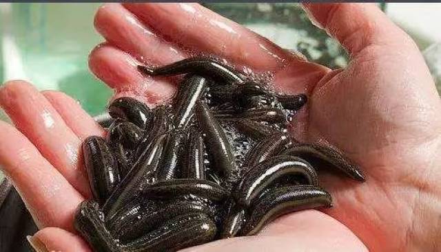 【药你懂】水蛭,听起来好可怕但其实好有用的一味药