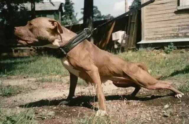 热血沸腾全能比特犬极限体育运动