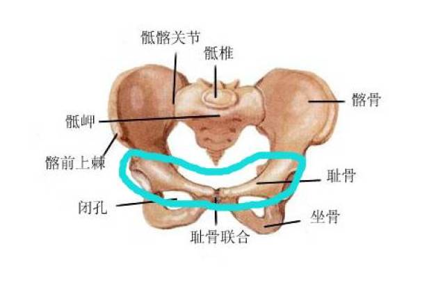 其实这就是耻骨疼痛,耻骨位于大腿根部和小腹的交界处