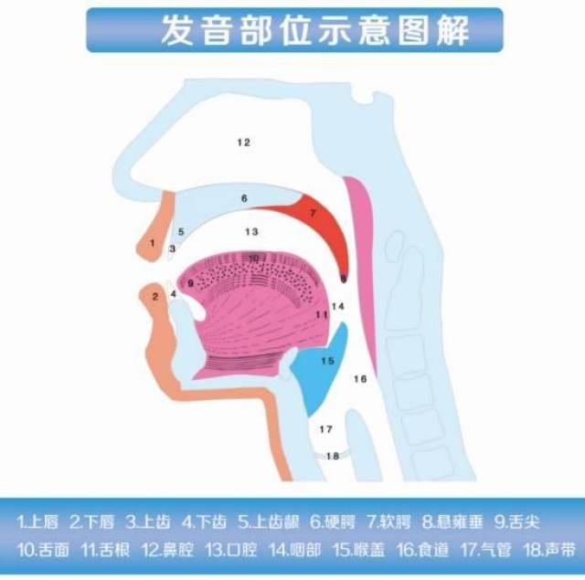 普通话发音器官示意图图片