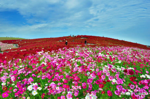 春季里百花开,除了樱花还有什么可看?